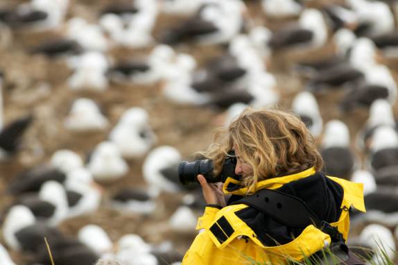 A Ana fotografa a maior colônia do mundo de albatroz-de-sobrancelha em Steeple Jason, no noroeste das Ilhas Malvinas (foto de Jeff Orlowski)